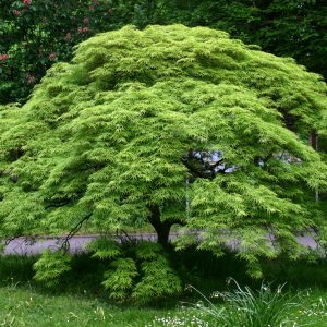 Green Leafed Maple