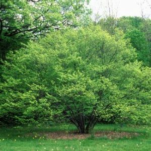 American Hornbeam 7 gal 1 1/4" cal
