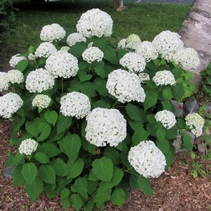 Annabelle Hydrangea 5 gal