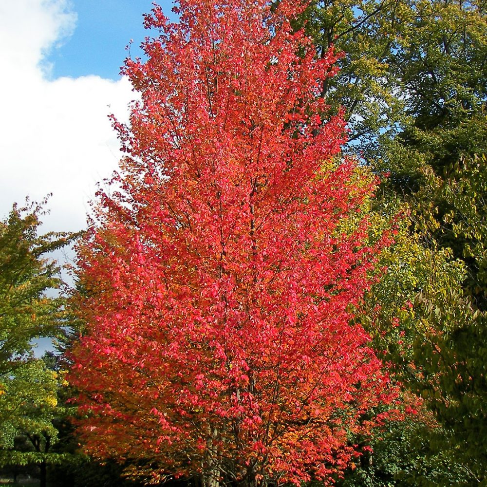 autumn-blaze-maple-2.jpg