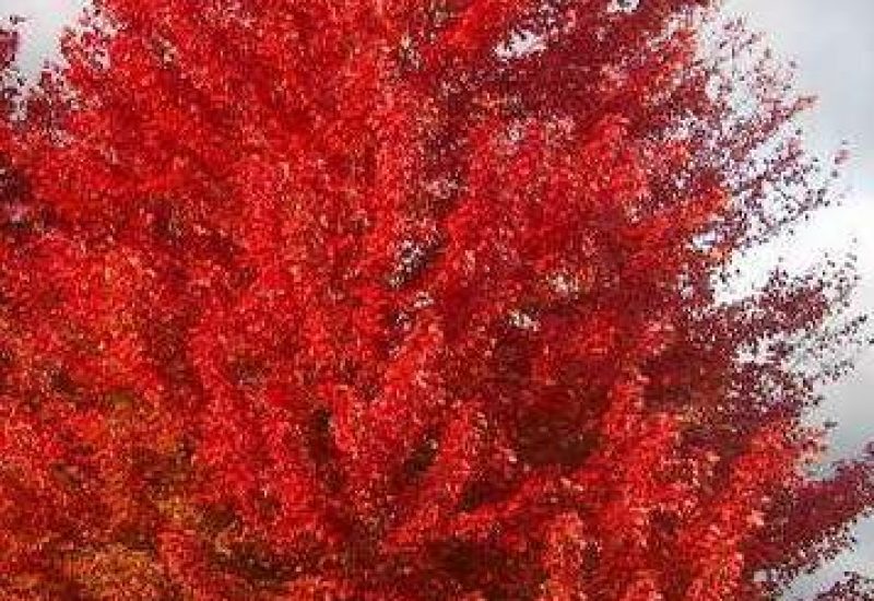 autumn-blaze-maple-9.jpg