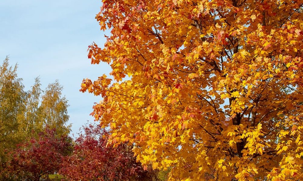 autumn-fantasy-maple-1.jpg
