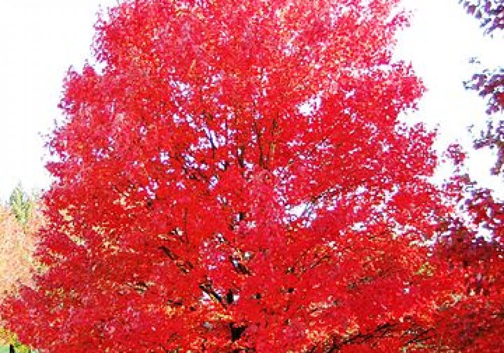 autumn-fantasy-maple-2.jpg