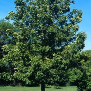 Bitternut Hickory 3 gal 24-80"