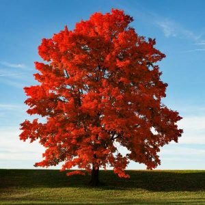 Brandywine Maple 15 gal 2" cal