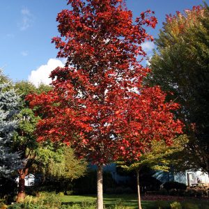 Crimson Sunset Maple 15 gal 1-1 1/2" cal