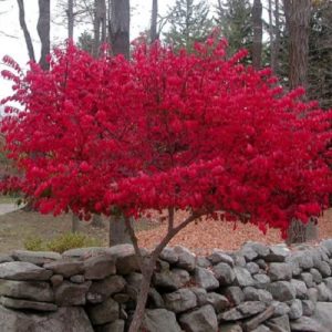 Eastern Wahoo 7 gal 1 1/2" cal tf