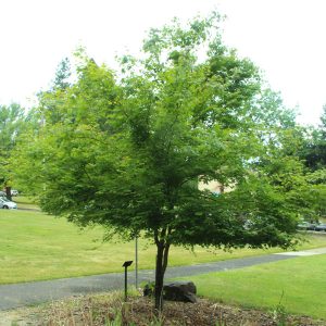 Green Leafed Japanese Maple 10 gal 1-1 1/2" cal