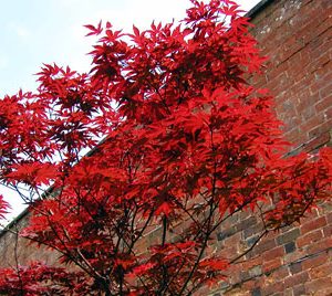 Japanese Maple 10 gal single stem