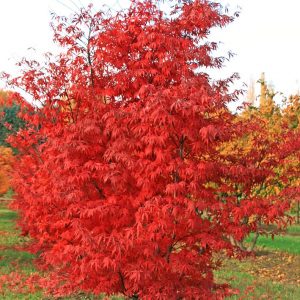 Japanese Maple 10 gal 3-4'