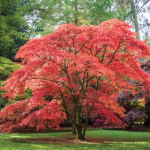 Japanese Maple 10 gal 4-6'