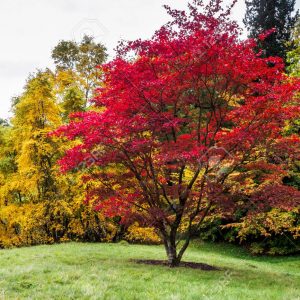Japanese Maple 10 gal 3/4" cal