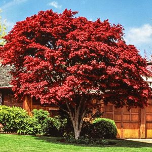 Japanese Maple 10 gal 5-6'