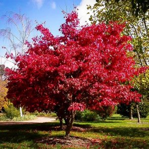 Japanese Maple 25 gal 7-8'