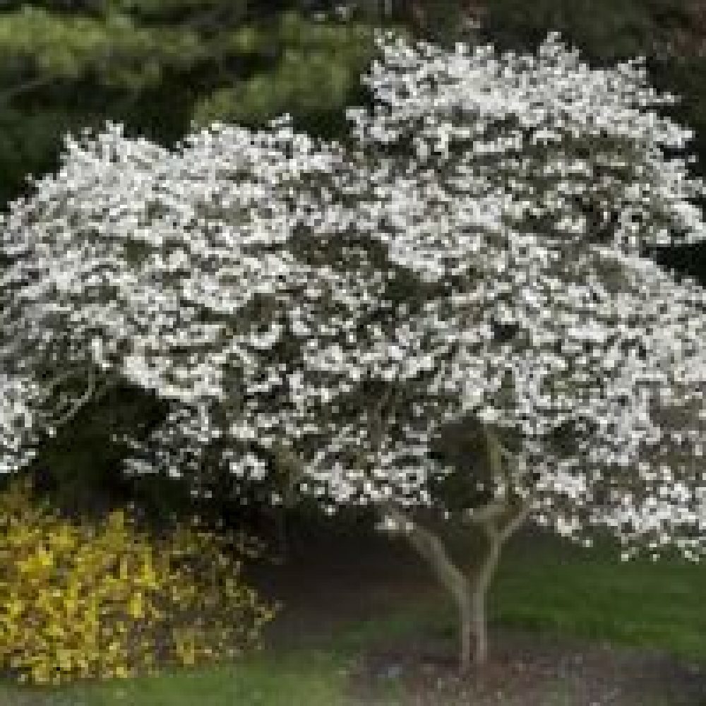 kobus-magnolia-1.jpg