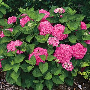 Let's Dance Big Easy Hydrangea 5 gal