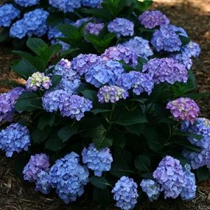 Let's Dance Blue Jangles Hydrangea 5 gal