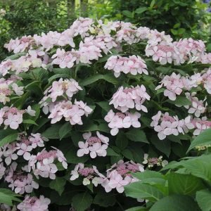 Let's Dance Diva Hydrangea 5 gal