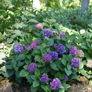 Let's Dance Rave Hydrangea 5 gal