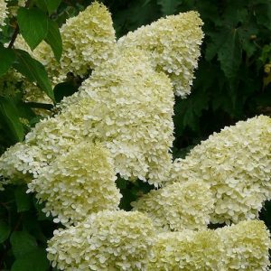 Limelight Panicle Hydrangea 5 gal