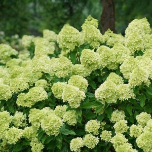 Little Lime Panicle Hydrangea 5 gal