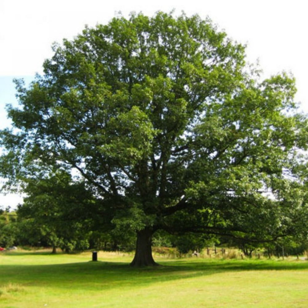 northern-red-oak-1.jpg
