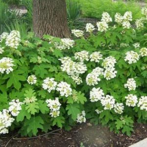 Pee Wee Oakleaf Hydrangea 5 gal