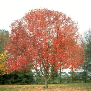 Red Sunset Maple 15 gal 1-1 1/4" cal