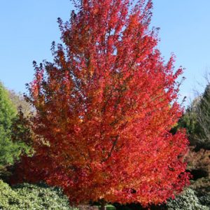 Redpointe Maple 15 gal 1-1 1/4" cal
