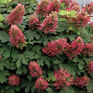 Ruby Slippers Oakleaf Hydrangea 5 gal