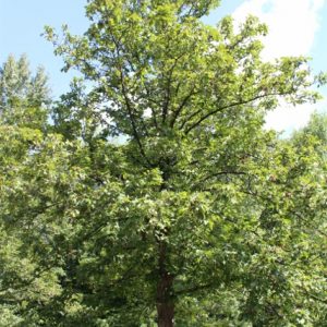 Shagbark Hickory 3 gal 24-30"