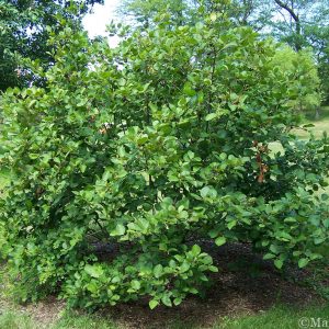 Speckled Alder 7 gal 4-5'