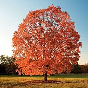 Sugar Cone Sugar Maple 15 gal 3/4" cal