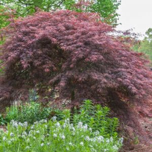 Tamukayama Japanese Maple 15 gal 1" cal
