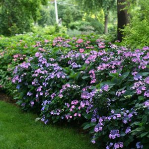 Tuff Stuff Mountain Hydrangea 5 gal