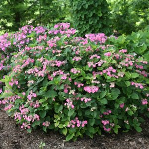 Tuff Stuff Red Mountain Hydrangea 5 gal